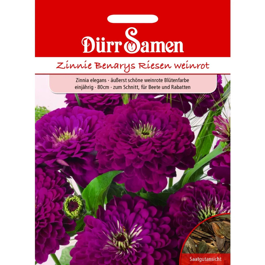 Dürr Zinnien Benarys Riesen Saatgut Weinrot Einjährig - Bild 2