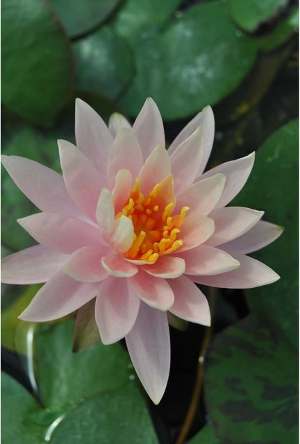 GROW by OBI Seerosen Set Rosennymphe Nymphaea Rosa in Pink für den Gartenteich, Topf Höhe: 11 cm - Bild 1