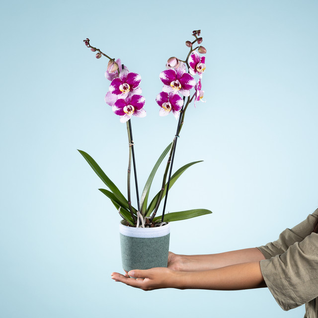 Phalaenopsis Orchidee Cherry Glow von BLUME2000 in Lila und Weiß mit Übertopf - Bild 1