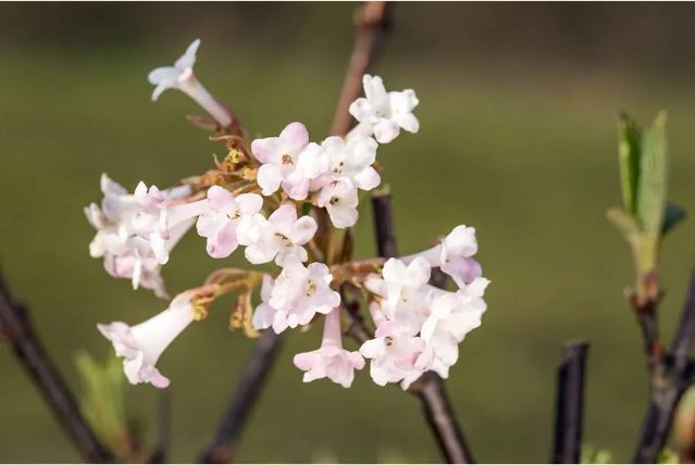 Viburnum Bodnantense Charles Lamont Duft-Schneeball Rosa 60–80 cm - Bild 1
