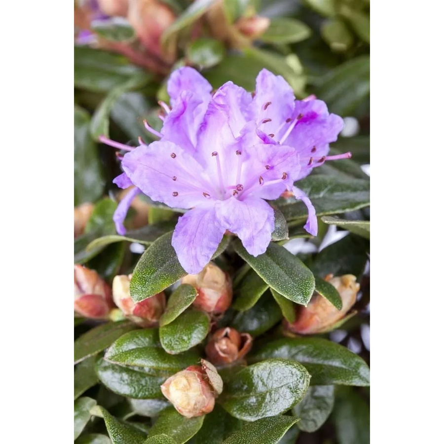 Zwerg-Rhododendron Impeditum Blue Tit in Blau für deinen Garten oder Balkon, Höhe: 35 cm - Bild 2
