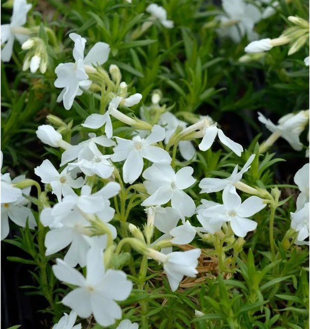 Nr-01.de Phlox subulata Niedrige Flammenblume Snowflake in Weiß als Bodendecker und Gartenpflanze - Bild 1