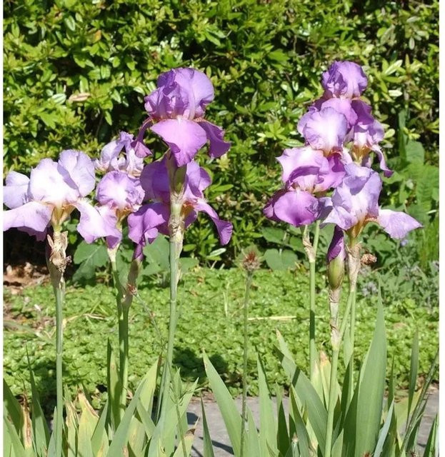 Schwertlilie Amethyst Flame Iris barbata lila Gartenstaude als Beetpflanze - Bild 1