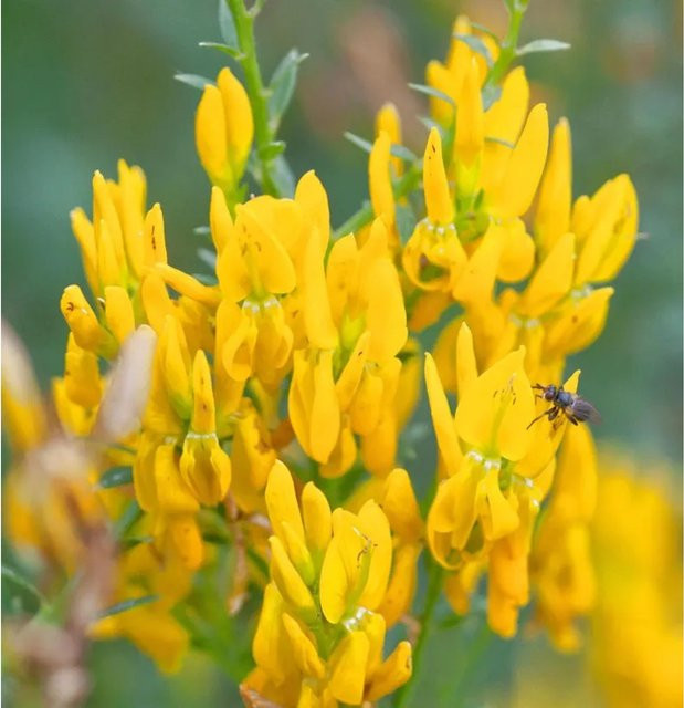 Färberginster Genista tinctoria gelbe Gartenpflanze Höhe: 30-40 cm - Bild 1