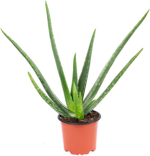 Value Greens Aloe Vera Zimmerpflanze Grün, Höhe: 35 cm, Topf-Ø: 12 cm - Bild 1