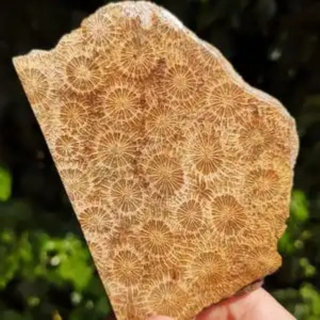 CrystalHola Korallen-Jade-Platte in Braun mit abstrakten Mustern und unregelmäßiger Freiform für Schmuckherstellung - Bild 1