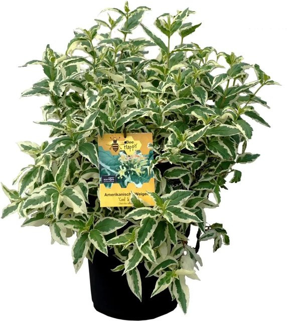 Diervilla sessilifolia Zierstrauch pflegeleicht im Topf Höhe: 30 cm - Bild 1