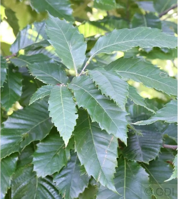 Eßkastanie Castanea sativa von Nr-01.de, Höhe: 125-150 cm - Bild 1