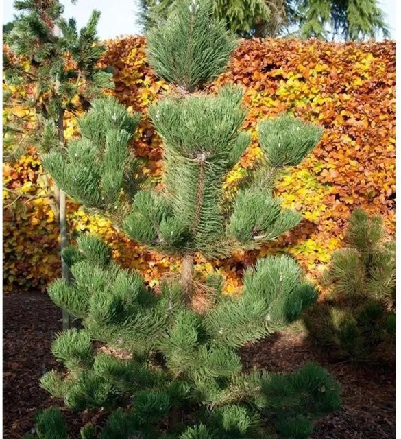 Österreichische Schwarzkiefer Pinus nigra Oregon Green für deinen Garten, Farbe: Grün, Höhe: 45 cm - Bild 1