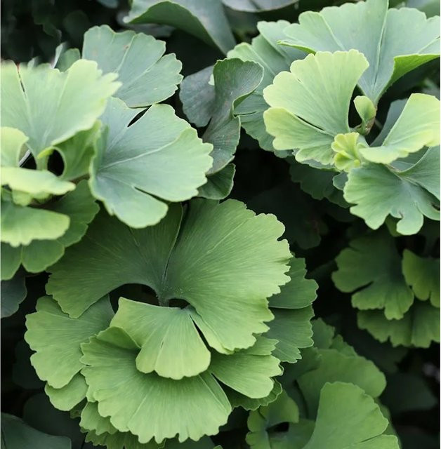 Ginkgo biloba Fächerblattbaum Troll, grün, Höhe: 20-25 cm - Bild 1