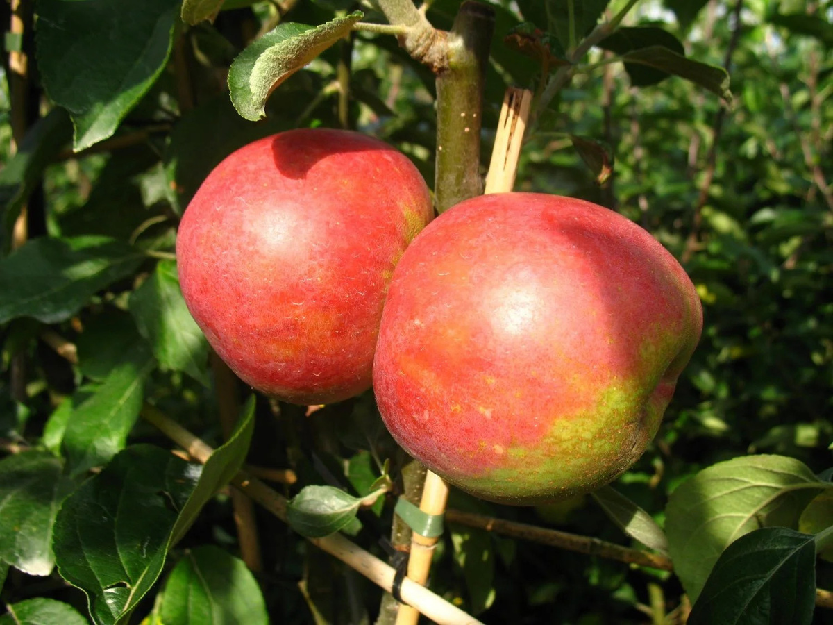 Apfelbaum-Set mit 3 alten Obstsorten, pflegeleicht und ertragreich - Bild 2
