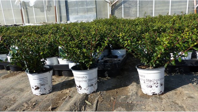 10 Stück Ilex crenata Stokes Heckenpflanzen als winterharte und robuste Buchsbaum-Alternative von Grünwaren in Grün - Bild 1