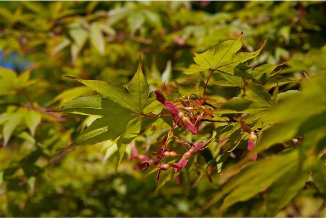 Acer Palmatum Osakazuki Japanischer Ahorn Leuchtend Rot 80–100 cm von Pflanzen für dich - Bild 1