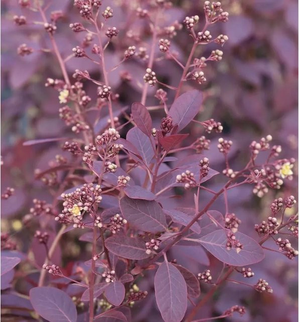 Cotinus coggygria Perückenstrauch Royal Purple in Schwarzrot, Orangerot und Scharlachrot, Höhe: 30-40 cm - Bild 1