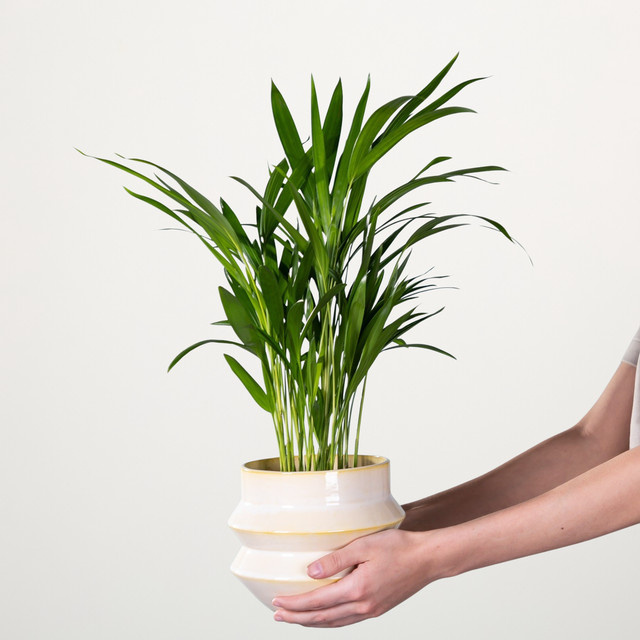 Goldfruchtpalme Dypsis von BLUME2000, Grün, Zimmerpflanze für sonnige bis halbschattige Plätze - Bild 1