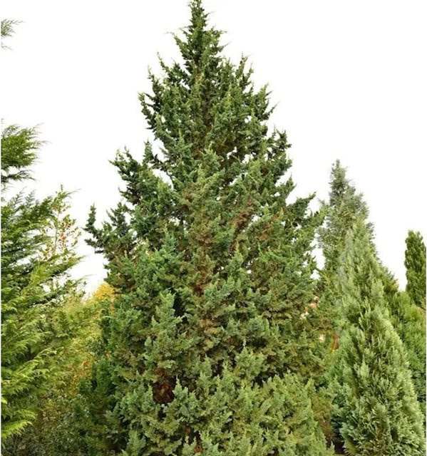 Gartenzypresse Wisselii Chamaecyparis awsoniana als grüne Solitärpflanze für den Garten, Höhe: 80-100 cm - Bild 1