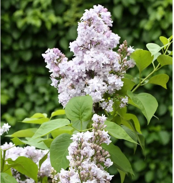 Edelflieder Nadeshda Kircher-Collection Syringa vulgaris in Purple, 40-60 cm - Bild 1