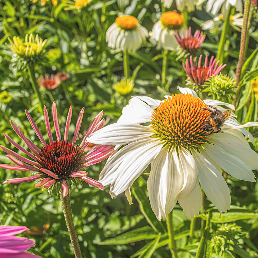 Echinacea Samen Sortenmischung mit rosa, weißen und gelben Blüten für Bienen und Schmetterlinge - Bild 3