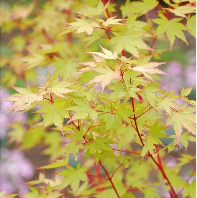 Japanischer Ahorn Sango Kaku Acer palmatum von Nr-01.de, Höhe: 125-150 cm - Bild 1