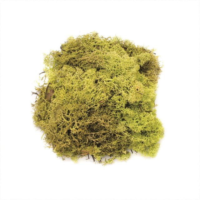 Glorex Islandmoos Hellgrün 50g - Bild 1
