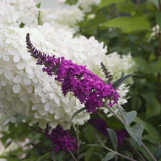 Schmetterlingsflieder Miss Ruby in Violett als Zierstrauch für deinen Garten - Bild 1