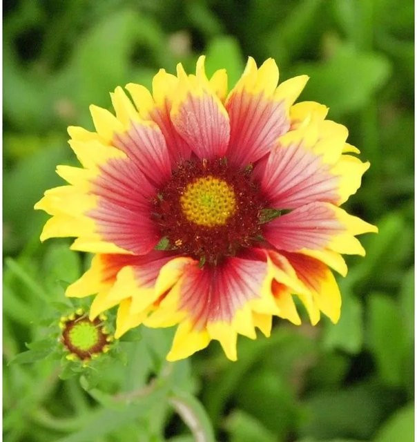 Gaillardia grandiflora Korkadenblume Fackelschein als mehrjährige Stauden-Beetpflanze und Schnittblume in Multicolor von Nr-01.de - Bild 1
