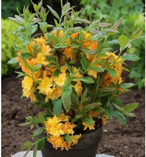 Azalee Sun Star Rhododendron luteum in Gelb, Höhe: 60-80 cm - Bild 1