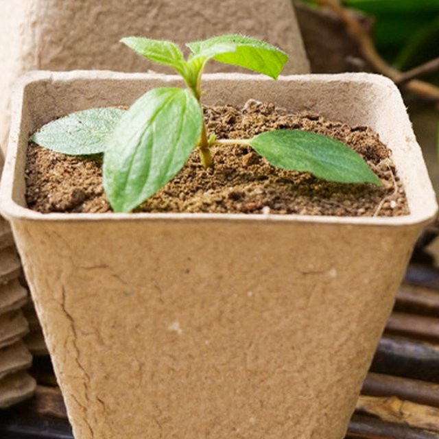 Biologisch abbaubare Torftöpfe aus Zellstoff als Pflanzenkeimungsbehälter für Sämlinge und die Gartenkeimung im Außenbereich - Bild 1