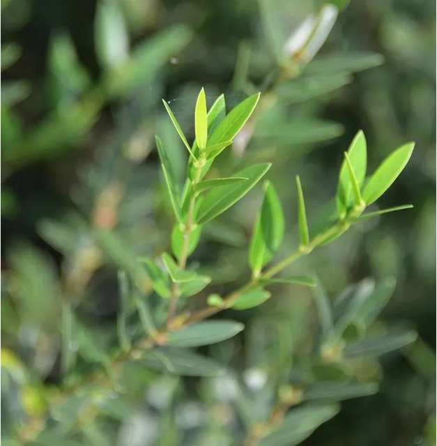 Immergrüne Schmalblättrige Steinlinde Phillyrea angustifolia, Grün, Höhe: 30-40 cm - Bild 1