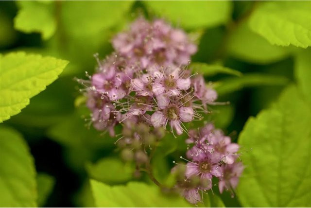 Spiraea Japonica Goldflame Japanische Spiere Goldgelb, pflegeleichte Pflanze für dich, 20–30 cm - Bild 1