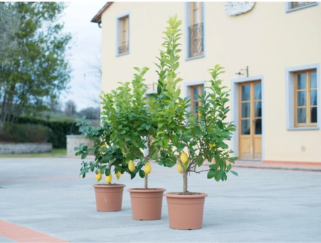 GROW by OBI Zitrus Busch Citrus mitis im Topf für Zimmer und Freien - Bild 1