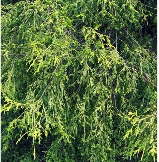 Gelbe Zwerg Faden Zypresse Golden Mop Chamaecyparis pisifera, Höhe: 25-30 cm - Bild 1