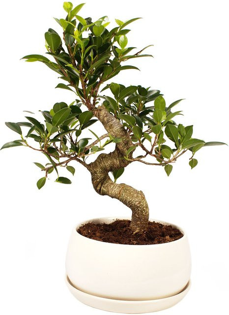 Chinesische Feige Ficus in weißem Rundtopf von Mein schöner Garten Shop als Zimmerpflanze - Bild 1