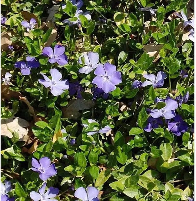 Kleinblättriges Immergrün Anna Vinca minor als wintergrüne Gartenpflanze - Bild 1