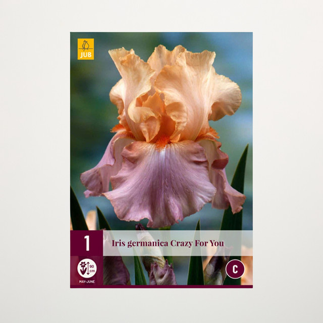 Schwertlilie Crazy for You Knolle von BLUME2000 - Bild 1