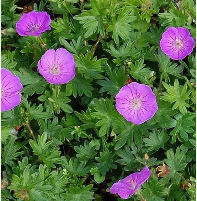 Storchenschnabel Nanum Geranium sanguineum lila Stauden Bodendecker - Bild 1
