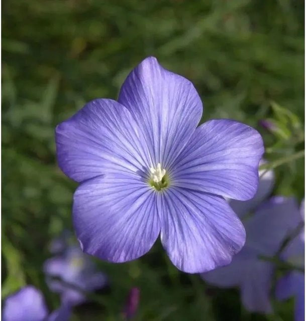 Französischer Lein Linum narbonense als mehrjährige Staude für Steingärten und Staudengärten - Bild 1