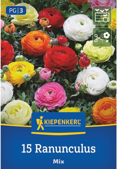 Kiepenkerl Ranunkeln Mischung Aviv Mix, 15 Zwiebeln, bunt - Bild 1