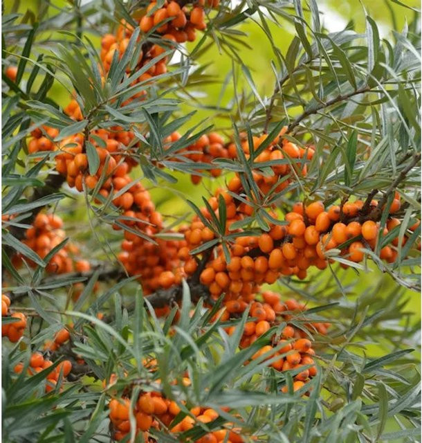 Weiblicher Sanddorn Leikora Hippophae rhamnoides mit orangefarbenen Beeren, Höhe: 60-80 cm - Bild 1