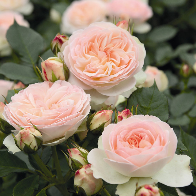 Rosen-Hochstamm Tantau Pastella in Rosa, Höhe: 90 cm - Bild 1
