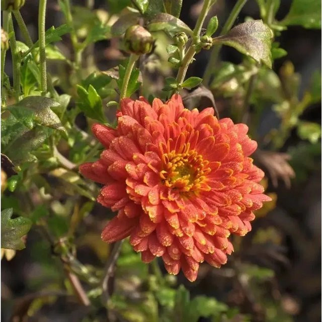 Winteraster Raubritter Chrysanthemum hortorum als mehrjährige Gartenpflanze - Bild 1