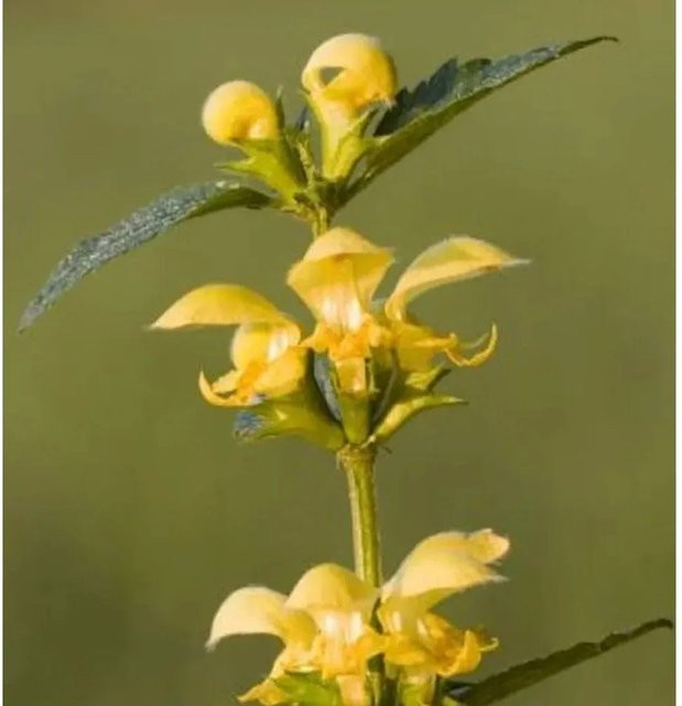 Goldnessel Lamiastrum galeobdolon gelber Bodendecker für Naturgärten und Gehölzränder - Bild 1
