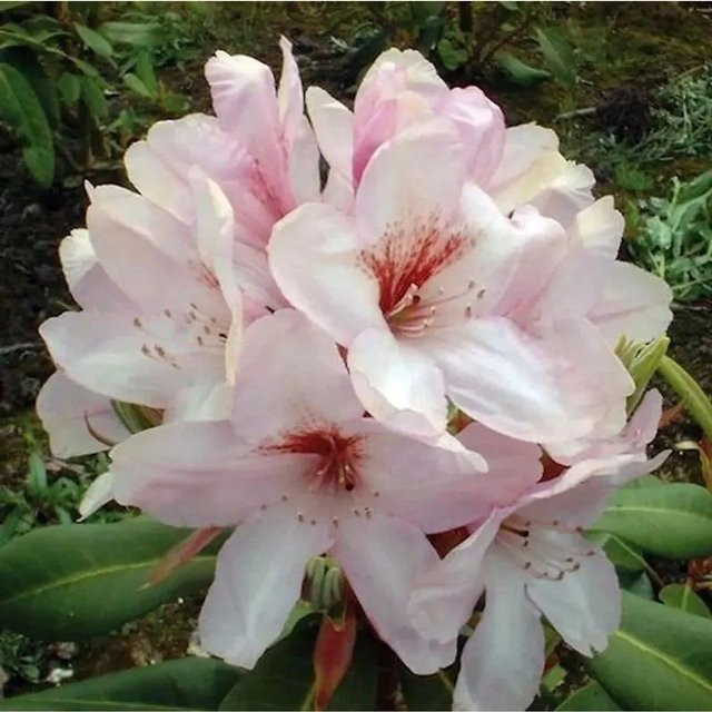 Großblumiger Rhododendron Paola Alpenrose in Pink, Höhe: 50-60 cm - Bild 1