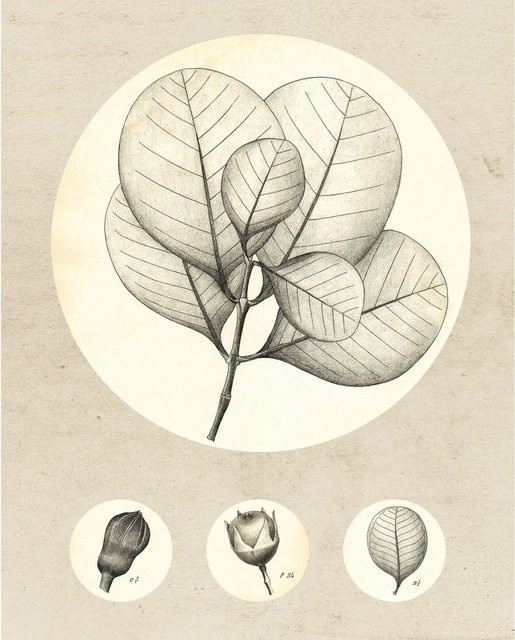 Komar Wandbild Transparent Leaf aus Qualitätsvlies, Breite: 40 cm, Höhe: 50 cm - Bild 1