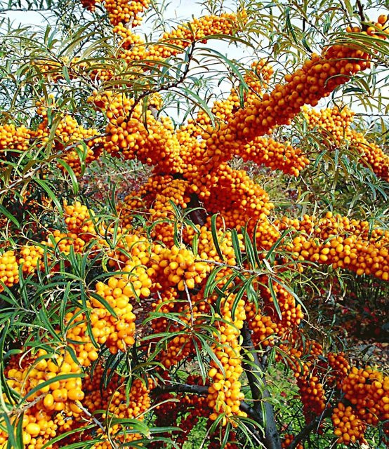 Sanddorn Orange Energy Paar - Bild 1