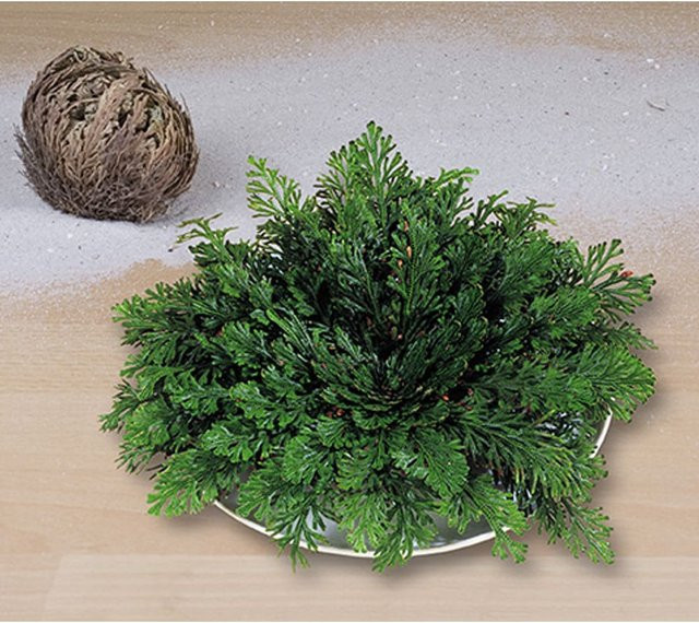 Getrocknete Rose von Jericho in graugrüner Farbe als kugelige Ballen für Tabletop-Dekorationen - Bild 1