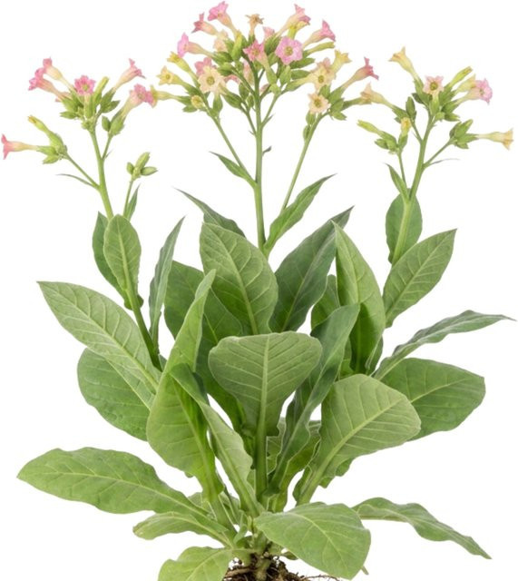LaCaTho Tabak Mischung Samen für Nicotiana Zierpflanzen, 1000 Stück - Bild 1