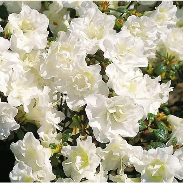 Japanische Azalee Schneeperle Rhododendron obtusum als Zwerg Alpenrose, Topfpflanze 25-30 cm - Bild 1