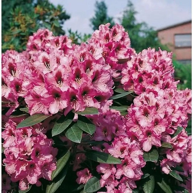 INKARHO Rhododendron Kokardia Alpenrose, großblumiger Zierstrauch in Pink, 30-40 cm - Bild 1