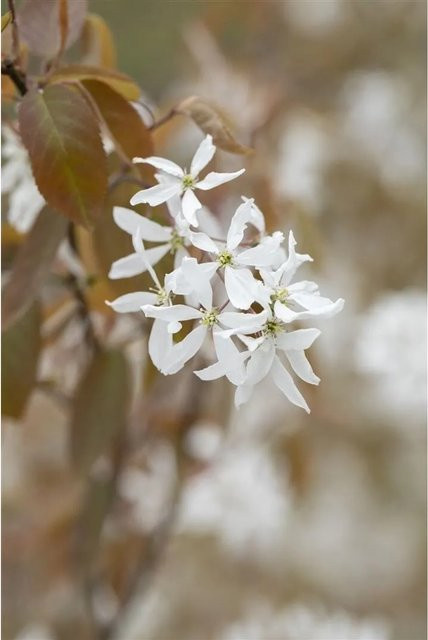 Amelanchier Ballerina Felsenbirne Weiß, Zierstrauch für den Garten, 60–100 cm - Bild 1